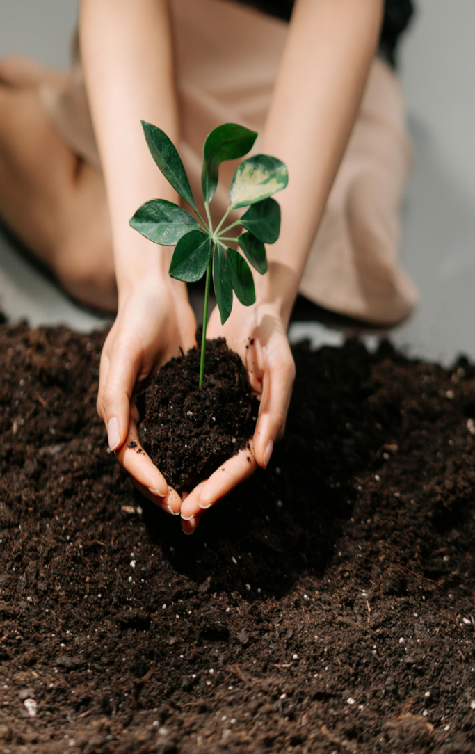 A woman holding a seedling over a dirt bed